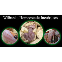 WILBANKS HOMEOSTATIC INCUBATOR - WH-80